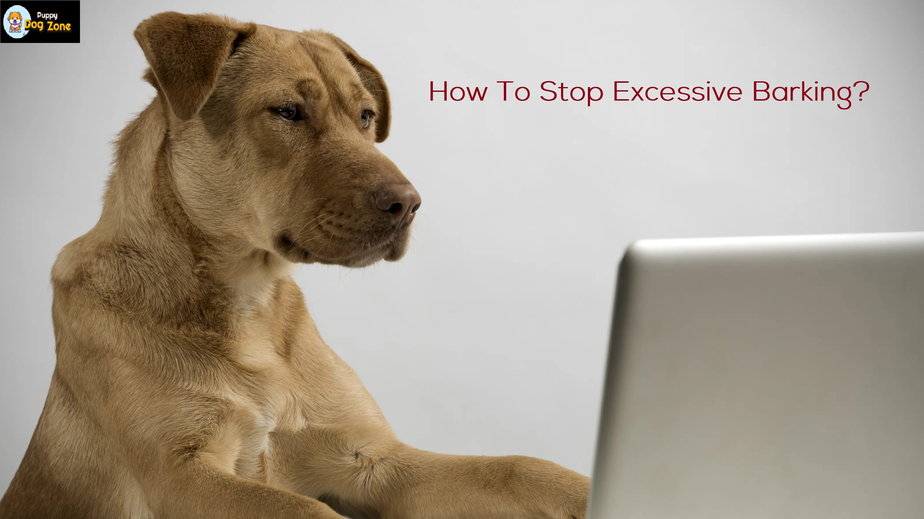 how to stop excessive barking