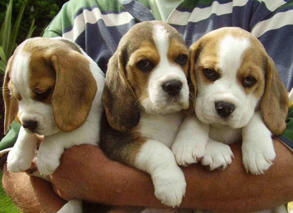Beagle dog puppy for sale in Kolkata
