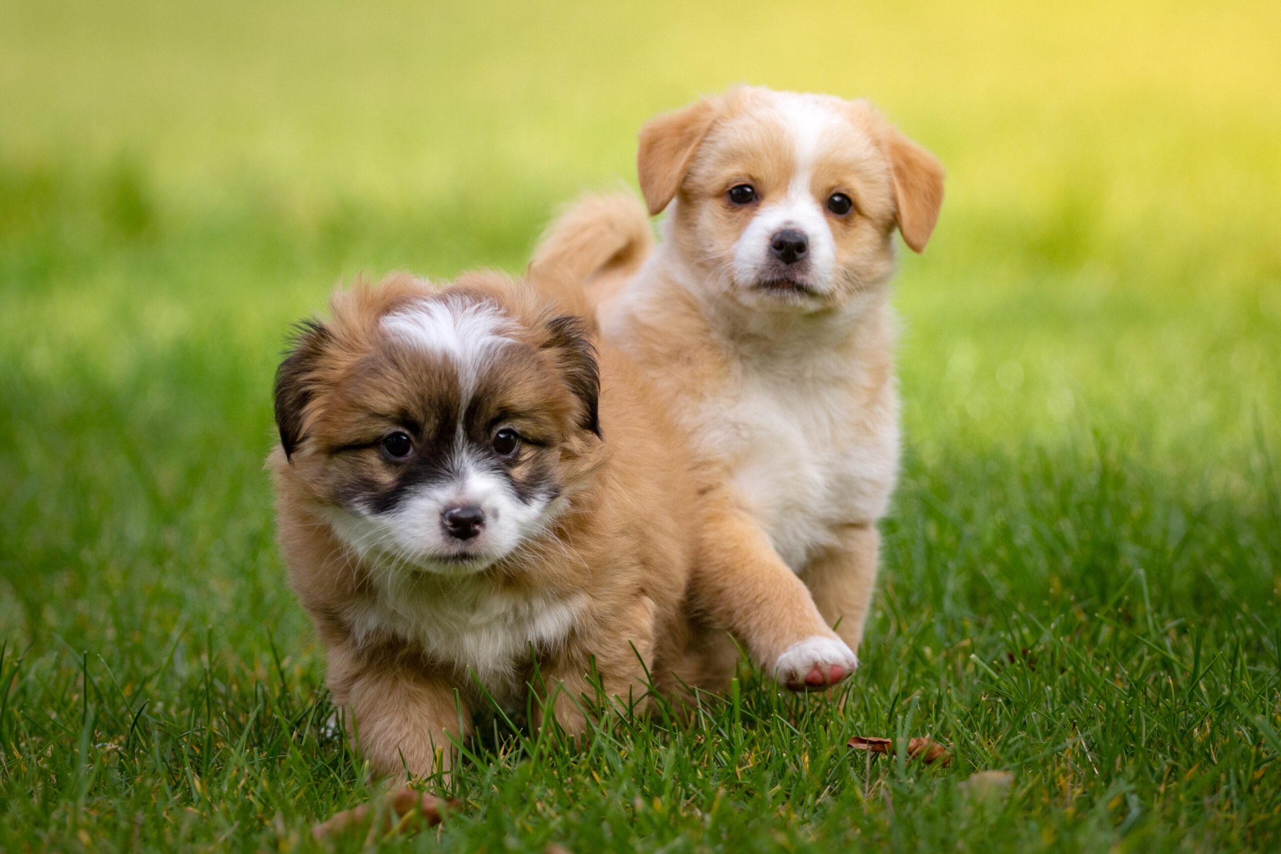 most popular dog breeds in india