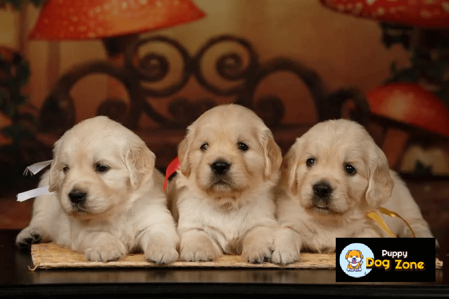 golden retriever puppies for sale in Kolkata