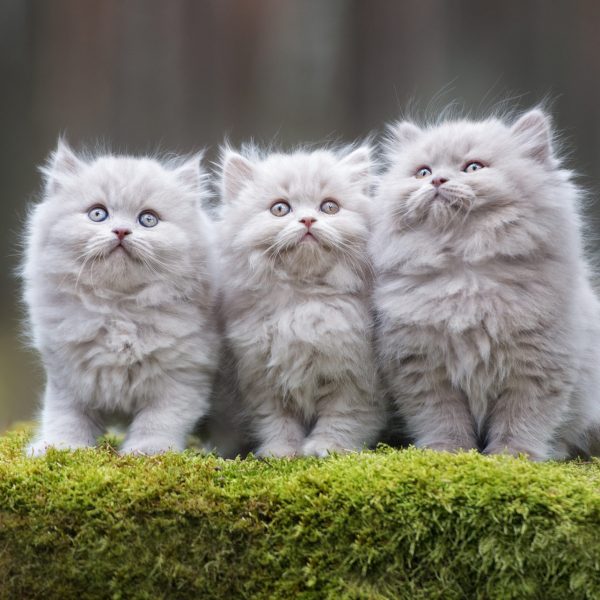 three adorable kittens sitting together