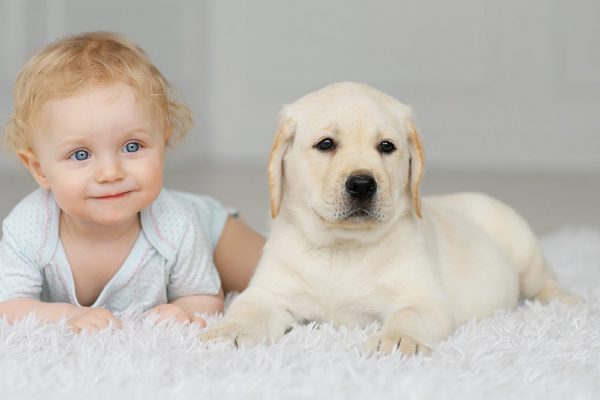 dogs-and-babies-header