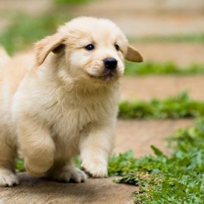 golden retriever puppy for sale in Kolkata