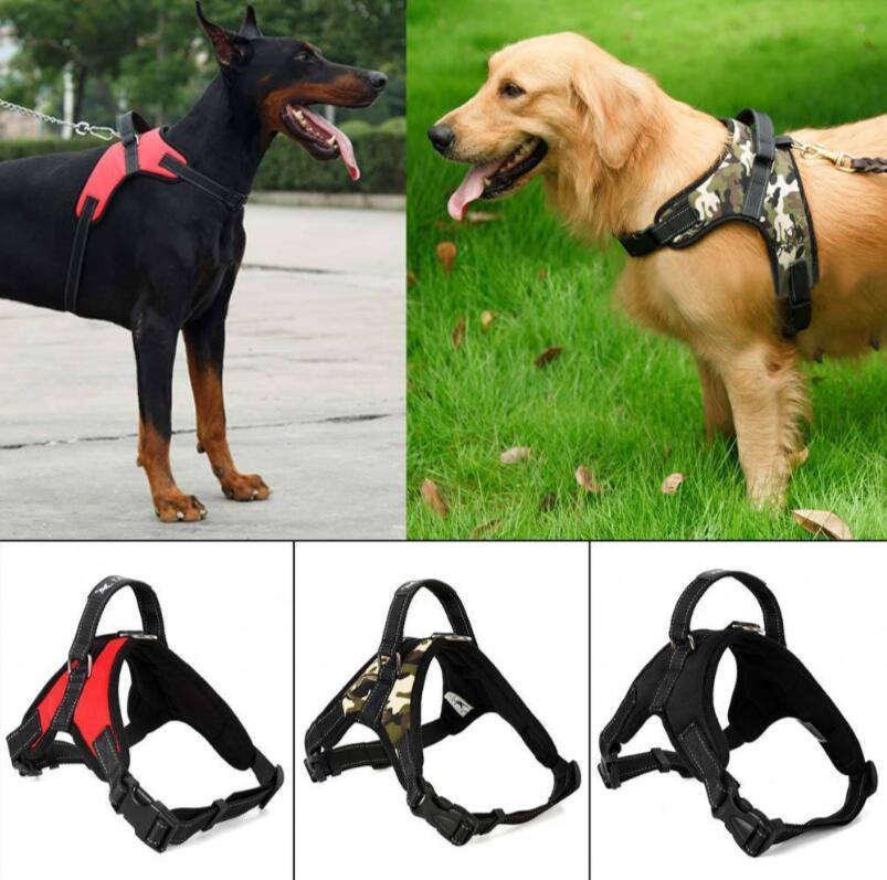 dog belt and collar