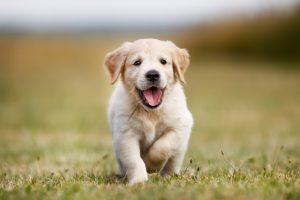 Golden Retriever puppies for sale in Kolkata At Low Price