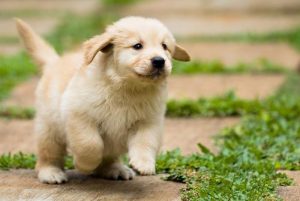 Golden Retriever puppies for sale in Kolkata At Low Price