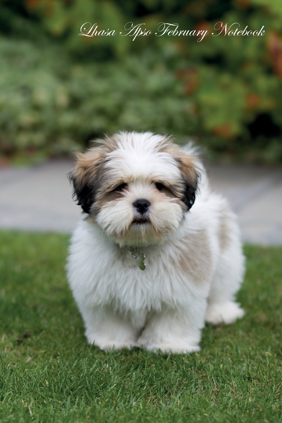 Lhasa puppies for sale in Kolkata