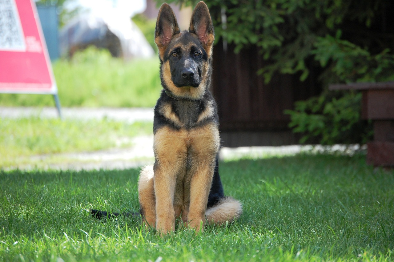 Interesting Facts to learn about the GSD