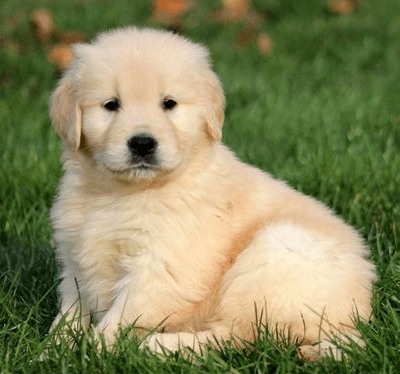 Healthy Dog For Sale in Kolkata | Buy 100% Pure Breed puppies & Dogs