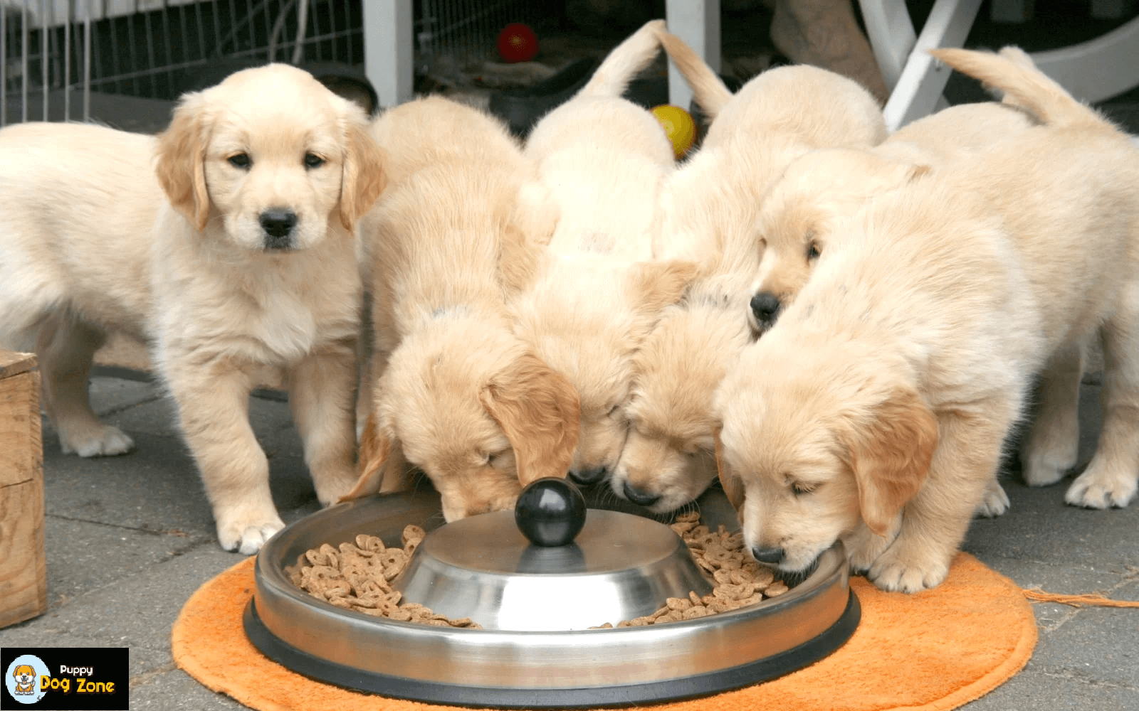 Purebred Golden Retriever Puppies For Sale in Kolkata
