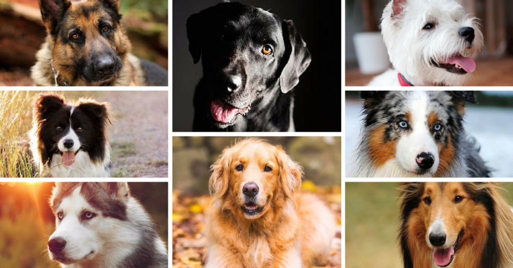 most-popular-dog-breeds