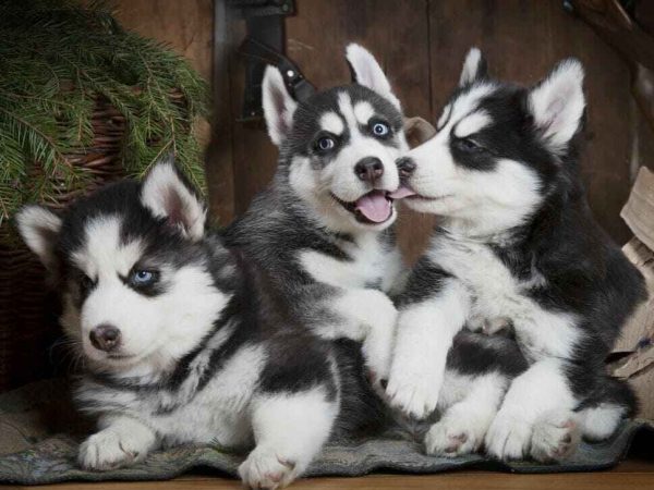 Husky puppies for sale kolkata (1) (1)