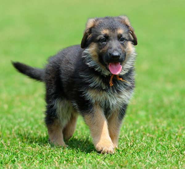 GSD puppies for sale in Kolkata