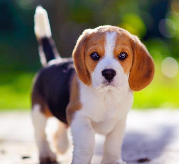 dog for sale in kolkata - beagle