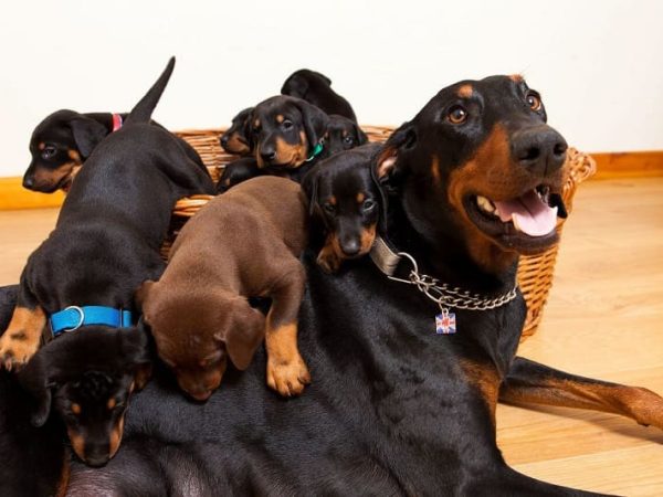 doberman dog puppies for sale