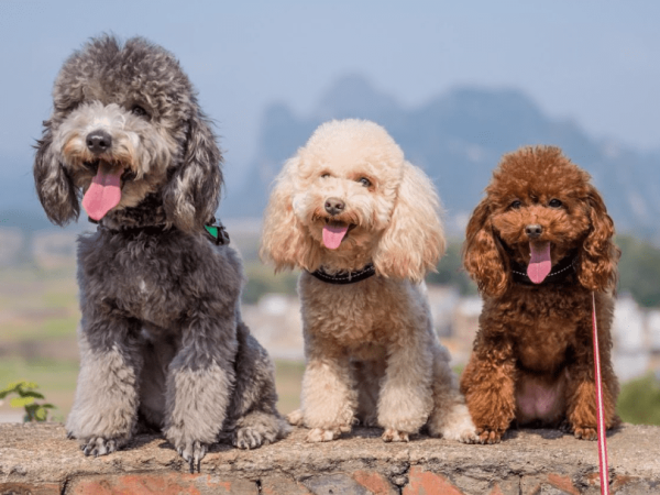 poodle puppies for sale kolkata